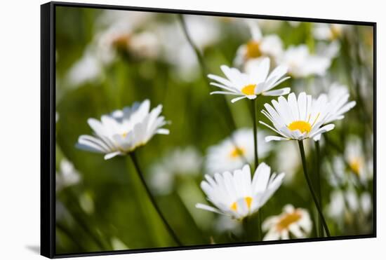 Close-up of White daisy flowers-null-Framed Stretched Canvas