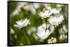 Close-up of White daisy flowers-null-Framed Stretched Canvas