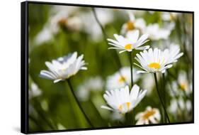Close-up of White daisy flowers-null-Framed Stretched Canvas