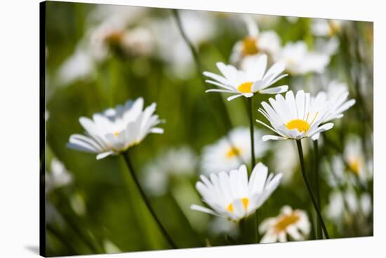 Close-up of White daisy flowers-null-Stretched Canvas