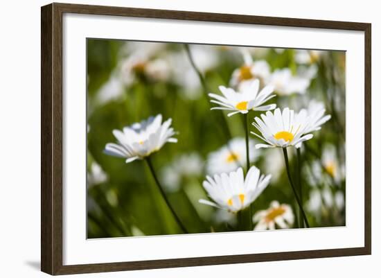 Close-up of White daisy flowers-null-Framed Photographic Print