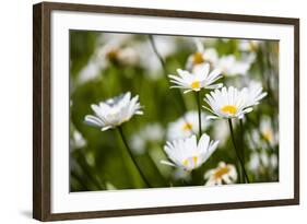 Close-up of White daisy flowers-null-Framed Photographic Print