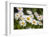 Close-up of White daisy flowers-null-Framed Photographic Print