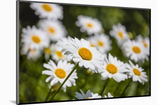 Close-up of White daisy flowers-null-Mounted Photographic Print