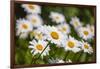 Close-up of White daisy flowers-null-Framed Photographic Print