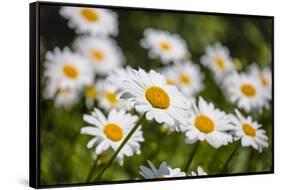 Close-up of White daisy flowers-null-Framed Stretched Canvas