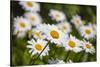 Close-up of White daisy flowers-null-Stretched Canvas