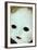 Close Up of White Face of 1950S Doll-Den Reader-Framed Photographic Print