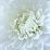 Close-up of White Flower-Clive Nichols-Stretched Canvas