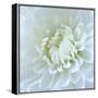 Close-up of White Flower-Clive Nichols-Stretched Canvas