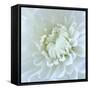 Close-up of White Flower-Clive Nichols-Framed Stretched Canvas