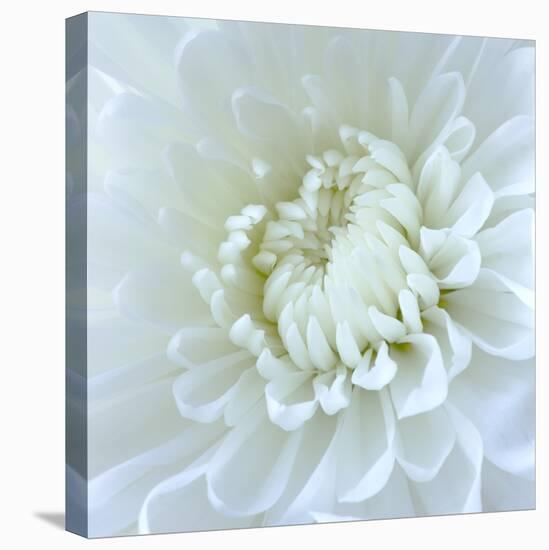 Close-up of White Flower-Clive Nichols-Stretched Canvas