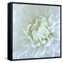 Close-up of White Flower-Clive Nichols-Framed Stretched Canvas