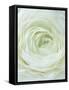 Close-up of White Flower-Clive Nichols-Framed Stretched Canvas