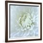 Close-up of White Flower-Clive Nichols-Framed Photographic Print