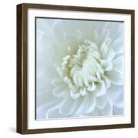 Close-up of White Flower-Clive Nichols-Framed Photographic Print