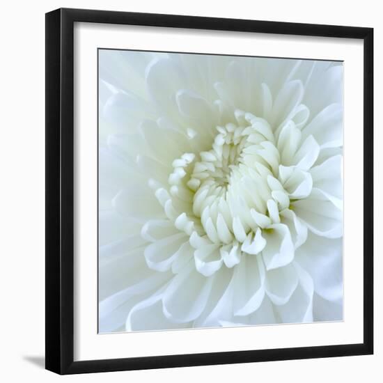 Close-up of White Flower-Clive Nichols-Framed Photographic Print