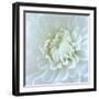 Close-up of White Flower-Clive Nichols-Framed Photographic Print