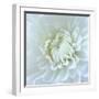 Close-up of White Flower-Clive Nichols-Framed Photographic Print