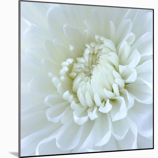 Close-up of White Flower-Clive Nichols-Mounted Photographic Print