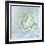 Close-up of White Flower-Clive Nichols-Framed Photographic Print