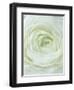 Close-up of White Flower-Clive Nichols-Framed Photographic Print