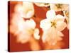 Close-up of White Flowers-null-Stretched Canvas