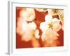 Close-up of White Flowers-null-Framed Photographic Print