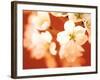 Close-up of White Flowers-null-Framed Photographic Print