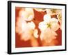 Close-up of White Flowers-null-Framed Photographic Print