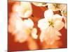 Close-up of White Flowers-null-Mounted Photographic Print