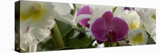 Close-Up of White Orchid Flowers in Bloom-null-Stretched Canvas