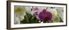 Close-Up of White Orchid Flowers in Bloom-null-Framed Photographic Print