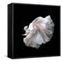 Close up of White Platinum Betta Fish or Siamese Fighting Fish in Movement Isolated on Black Backgr-Nuamfolio-Framed Stretched Canvas