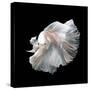 Close up of White Platinum Betta Fish or Siamese Fighting Fish in Movement Isolated on Black Backgr-Nuamfolio-Stretched Canvas