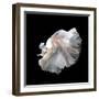Close up of White Platinum Betta Fish or Siamese Fighting Fish in Movement Isolated on Black Backgr-Nuamfolio-Framed Photographic Print