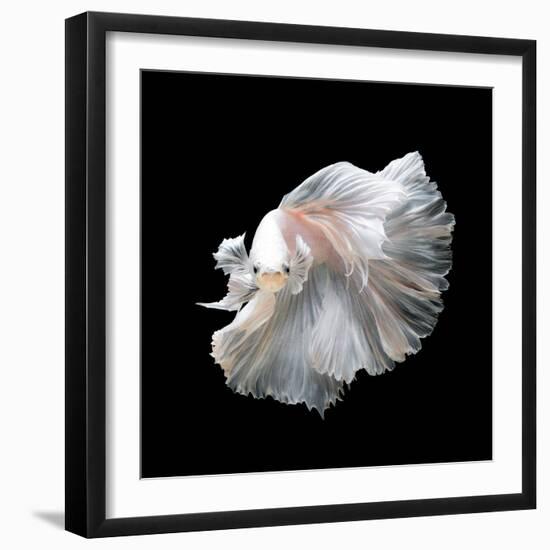 Close up of White Platinum Betta Fish or Siamese Fighting Fish in Movement Isolated on Black Backgr-Nuamfolio-Framed Photographic Print