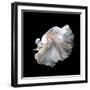 Close up of White Platinum Betta Fish or Siamese Fighting Fish in Movement Isolated on Black Backgr-Nuamfolio-Framed Photographic Print