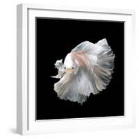 Close up of White Platinum Betta Fish or Siamese Fighting Fish in Movement Isolated on Black Backgr-Nuamfolio-Framed Photographic Print