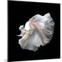 Close up of White Platinum Betta Fish or Siamese Fighting Fish in Movement Isolated on Black Backgr-Nuamfolio-Mounted Photographic Print