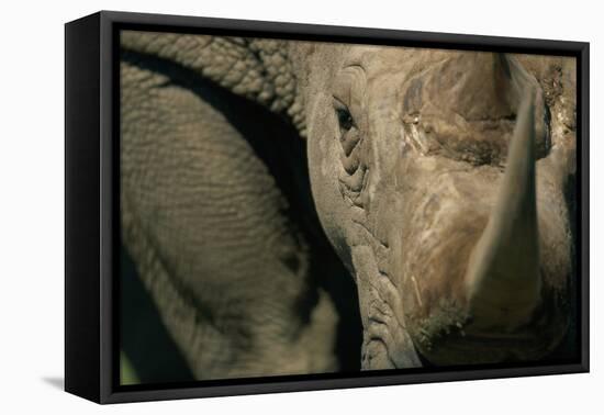 Close-Up of White Rhinoceros-null-Framed Stretched Canvas