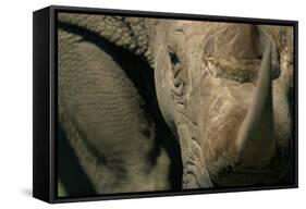 Close-Up of White Rhinoceros-null-Framed Stretched Canvas