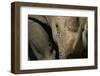 Close-Up of White Rhinoceros-null-Framed Photographic Print