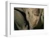 Close-Up of White Rhinoceros-null-Framed Photographic Print