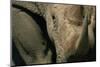 Close-Up of White Rhinoceros-null-Mounted Photographic Print