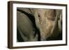 Close-Up of White Rhinoceros-null-Framed Photographic Print