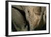 Close-Up of White Rhinoceros-null-Framed Photographic Print