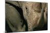 Close-Up of White Rhinoceros-null-Mounted Photographic Print