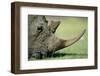 Close-Up of White Rhinoceros-Paul Souders-Framed Photographic Print