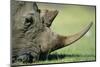 Close-Up of White Rhinoceros-Paul Souders-Mounted Photographic Print